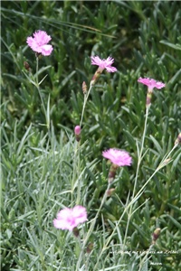 7974a320-IMG_7119 karanfili.jpg